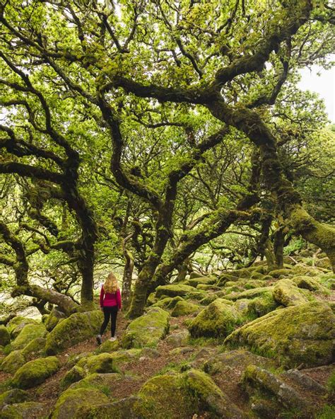 Wistman's Wood: Lord of the Rings vibes in the heart of Dartmoor — Walk ...