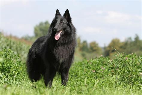 Belgian Sheepdog Dog Breed Information