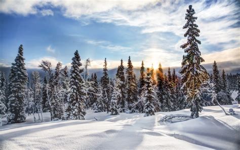 Trysil, Norway, winter, snow, forest, trees, spruce, sun wallpaper | nature and landscape ...