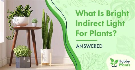 What Is Bright Indirect Light For Plants? [ANSWERED]