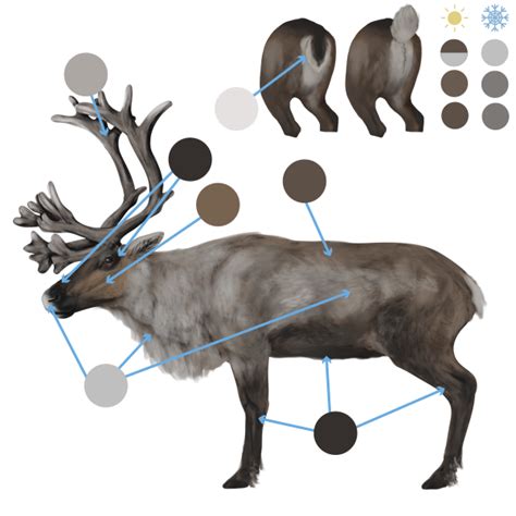 How to Draw Animals: Deer - Species and Anatomy