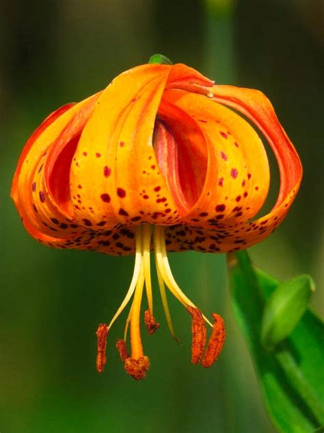 Turks Cap Tiger Lily Seeds Lilium Superbum Perennial - Etsy