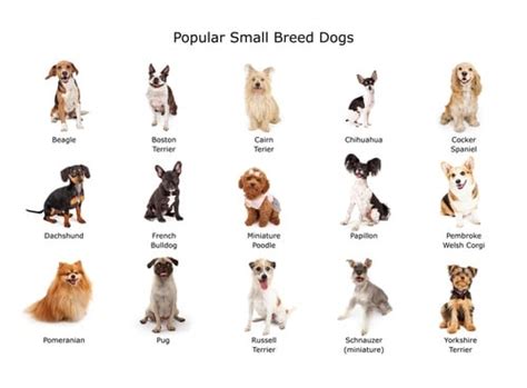 Small Dog Breeds With Names