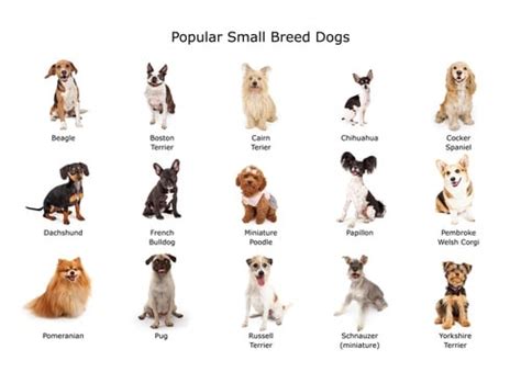 12 Dog Breeds That Are Small (With Pictures) - PatchPuppy.com