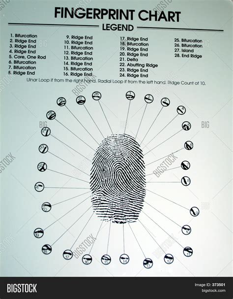 Fingerprint Chart Image & Photo (Free Trial) | Bigstock