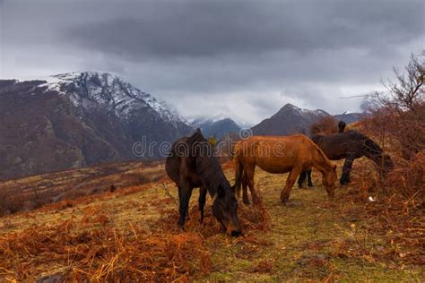 Wild horses stock photo. Image of peaks, mountain, grazing - 63016312