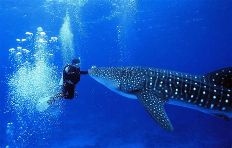 Belize Whale Shark Diving Tour - Davis Falls Inn