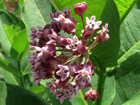 The Joyce Road Neighborhood: Wildflower - Milkweed