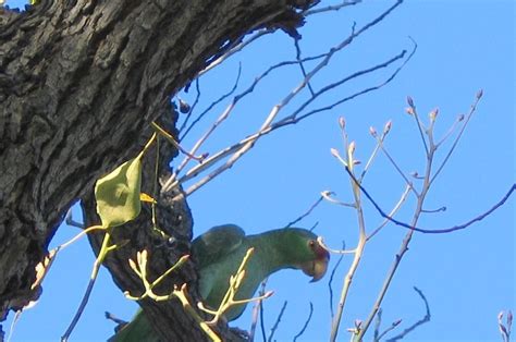 crazyanimalz: Wild Parrots of San Gabriel Valley