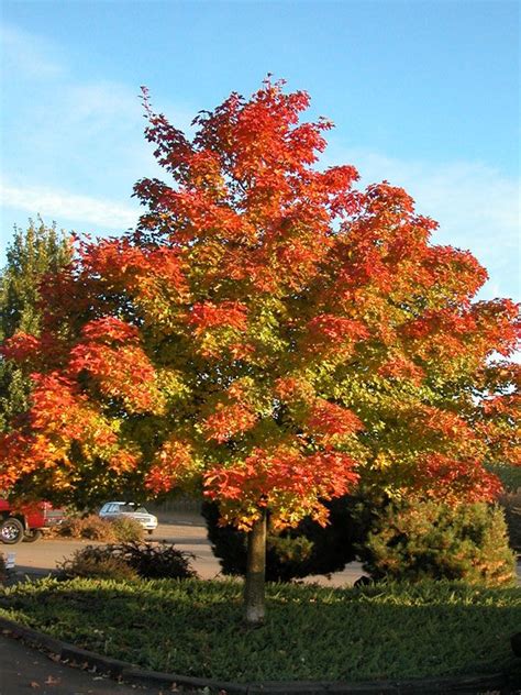 Pacific Sunset maple is an excellent medium sized tree that is very tolerant of urban conditions ...