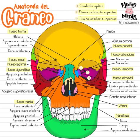 ANATOMÍA DEL CRÁNEO | Craneo anatomia, Anatomía del esqueleto humano ...