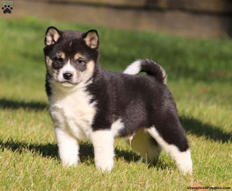 Shiba inu and Pomeranian mix | Puppies, Akita puppies for sale, Akita puppies