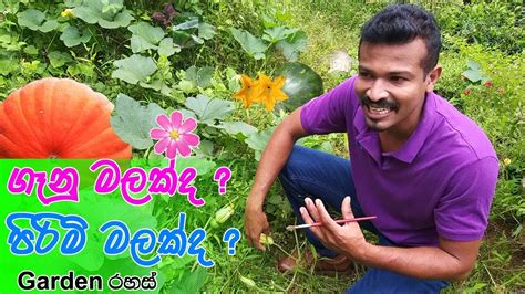 Pumpkin Pollination මල් පරාගනය - YouTube