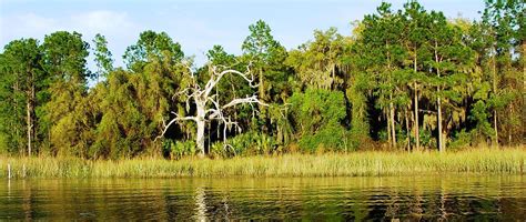 Salt Springs FL - In the Heart of the Ocala National Forest