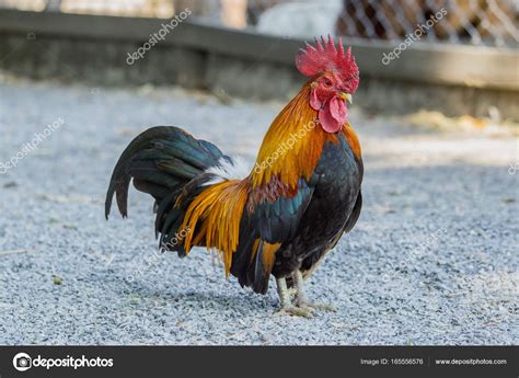 Portrait of bantam chickens — Stock Photo © lamyai #165556576