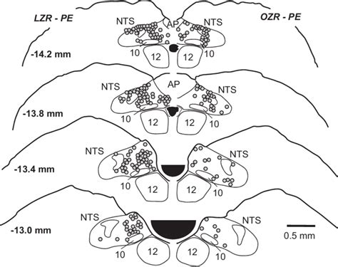 Representative maps of c-Fos expression in the nucleus tractus... | Download Scientific Diagram