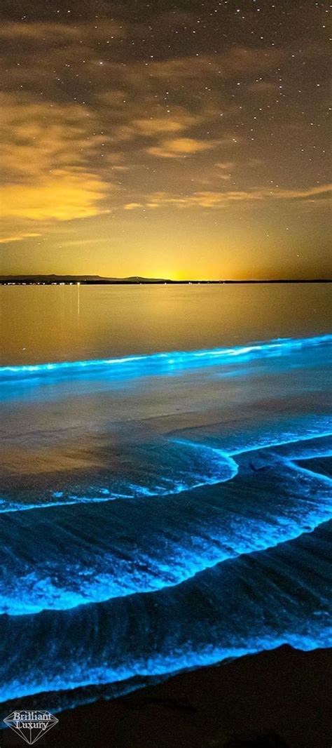 Bioluminescent Algae Wallpaper