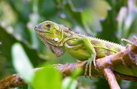 Iguana verde | Características, hábitat, reproducción, alimentación, visión