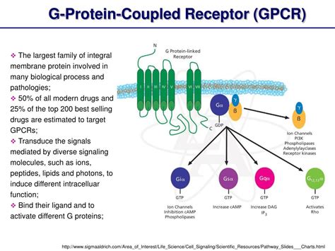 PPT - G-Protein-Coupled Receptor (GPCR): Structure and Function PowerPoint Presentation - ID:5754227