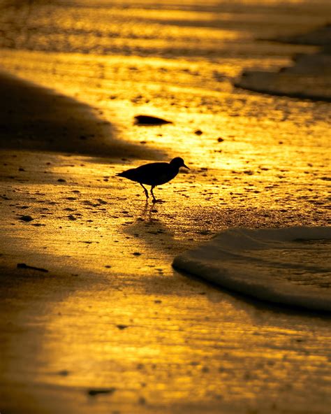 Golden glow | Sunrise on Sanibel Island, FL. | slack12 | Flickr