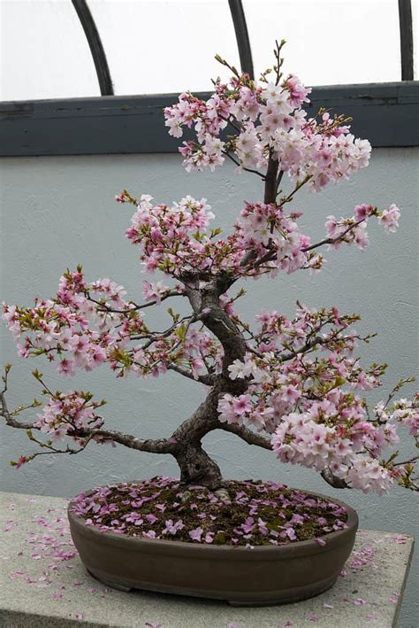 Cherry Blossom Bonsai Care Guide, Propagation Tips, and More