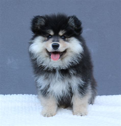 Finnish Lapphund puppy Orical Finnish Lapphunds Australia Best Small Dog Breeds, Large Dog ...