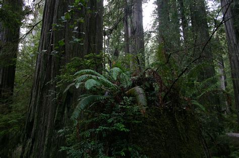 Handbook of Nature Study: Redwoods National Park - Tips and Hikes