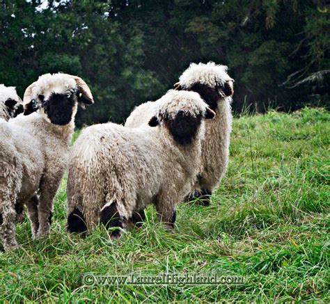 Breeding Up With Imported Valais Blacknose Semen