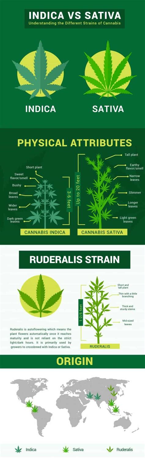 Indica vs. Sativa: Understanding the Different Strains of Cannabis