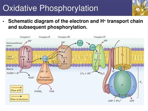 Oxidative Phosphorylation Diagram