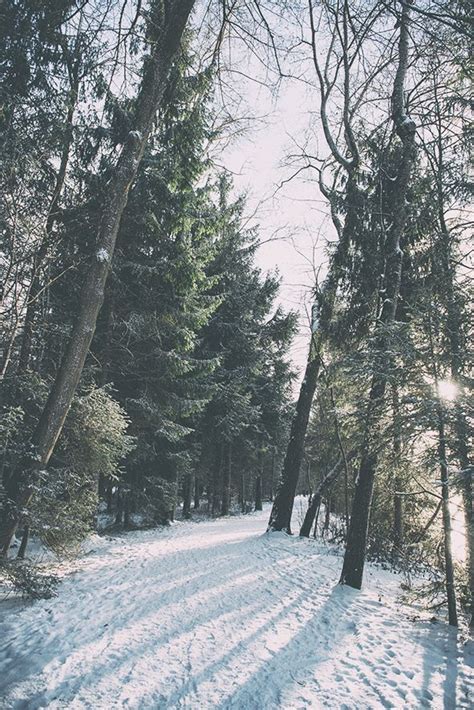 Wildpark Landsberg am Lech im Winter. Schnee Bäume Schatten | Landsberg ...