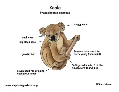 Koala