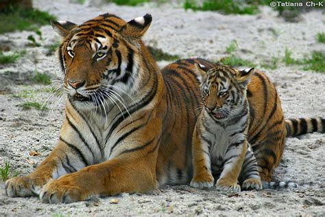 Baby Siberian Tiger Images