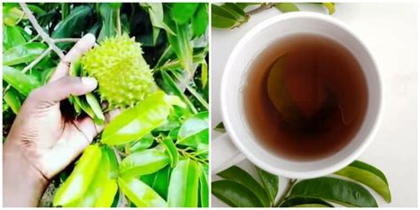 15 health benefits of soursop leaves tea - Nigerian Health Blog