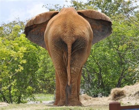 Elephant Rear View Free Photo Download | FreeImages