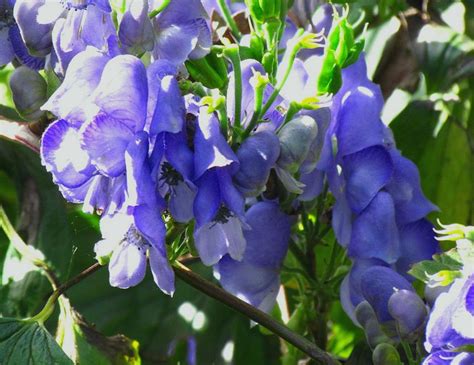 Aconitum hemsleyanum Seed