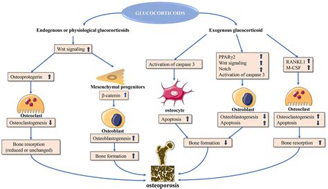 Frontiers | The Use of Herbal Medicines for the Prevention of Glucocorticoid-Induced Osteoporosis