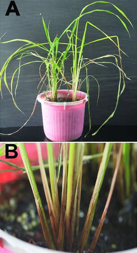 Typical rice foot rot symptoms observed after inoculation with new... | Download Scientific Diagram