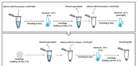 A schematic pictorial laboratory algorithm of the TCA/Acetone... | Download Scientific Diagram