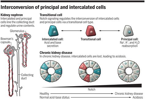 Mapping kidney cellular complexity | Science