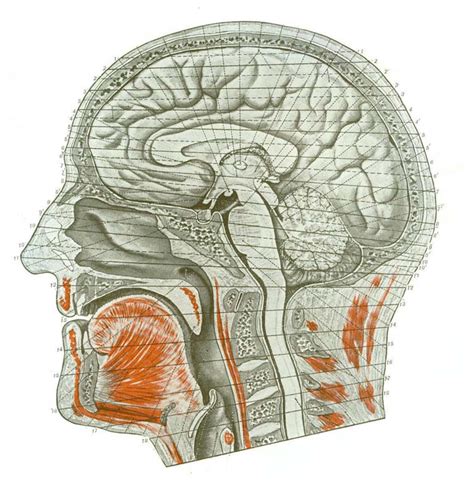 Cross-sectional Human Anatomy