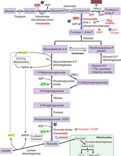 Glycolysis & rate limiting enzymes Diagram | Quizlet