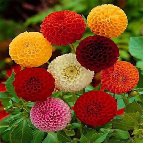 Dahlia Pompon Mix 12-13 Seeds Perennial long Lasting Tall - Etsy Australia