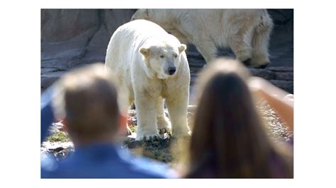 Polar bear killed by another animal at Detroit Zoo