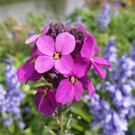 Erysimum Bowles Mauve | Carbeth Plants