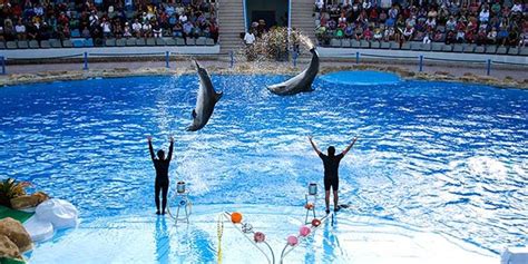 Side Dolphin Show - Meet & Swim with Dolphins in Side - 2024