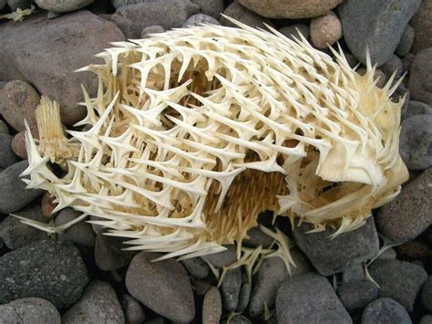 Puffer fish skeleton : r/natureismetal