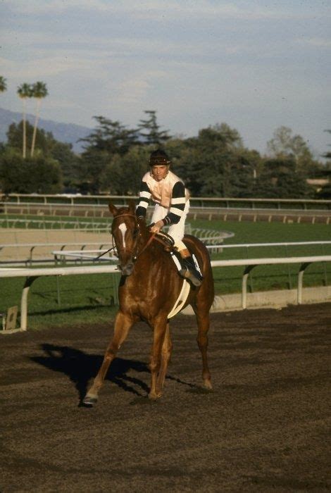 Affirmed. The last Triple Crown winner | Thoroughbred horse, Horses ...