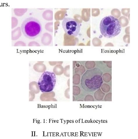 White Blood Cells Of A Human, Photomicrograph Panorama As Seen U Stock 94F