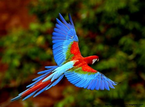 Rainforest Animals | Amazing Wallpapers